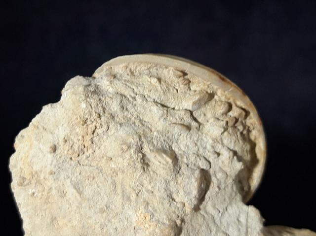 Otostoma retzii (NILSSON 1827) - Bild © FossNet FossilienStore